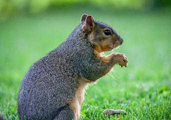 squirrel