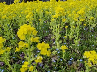 菜の花,なのはな,はなばたけ,花畑,青空と黄色い花のある風景,春の風景,春のシンボルとつくし,春の森,春の木々，つくしと田んぼ