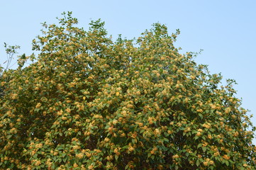 Fototapeta premium Yellow flowers are blooming beautifully.