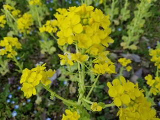 yellow flowers in the garden菜の花畑