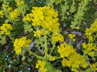 菜の花畑,公園の花