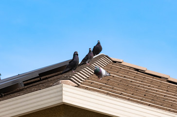 Fototapeta na wymiar Pigeons on the roof top
