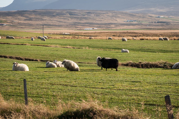 Herd of sheep resting on the field in Iceland