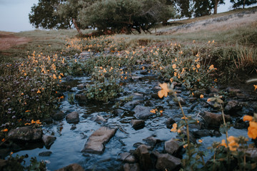 yellow flowers in the river 