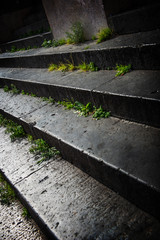Weeds on ancient steps