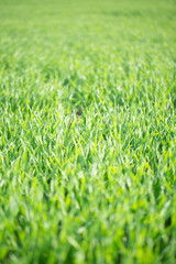 Fototapeta premium 大麦若葉