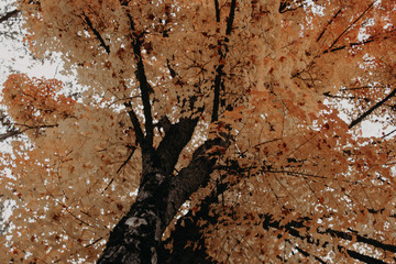 Fall tree 