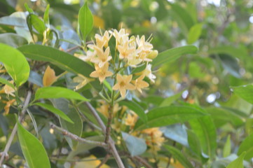 Obraz premium Yellow flowers are blooming beautifully.