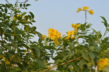 Yellow flowers are blooming beautifully.