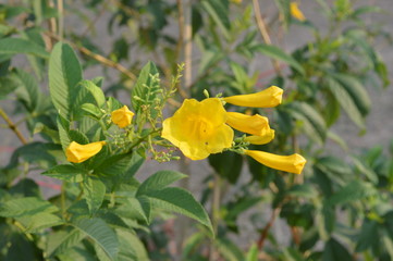 Yellow flowers are blooming beautifully.