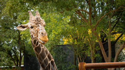 Obraz premium Male Reticulated Giraffe as zoological specimen in natural setting in Georgia.