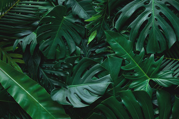 Obraz na płótnie Canvas closeup nature view of green monstera leaf and palms background. Flat lay, dark nature concept, tropical leaf