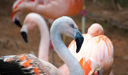 Chilean Flamingos wading in zoological setting in Georgia.