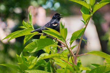 Red Winged Black Bird singing on branches at Lake Acworth in Georgia.