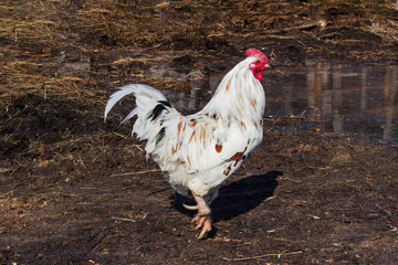 White bright rooster walks on wet brown soil. Rural farming of poultry. A white beautiful rooster with a red crest freely walks on spring manure soil with a reflection of village buildings in a puddle