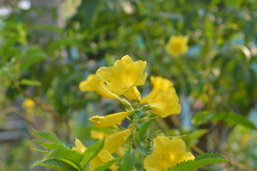 Yellow flowers are blooming beautifully.