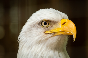 American Bald Eagle closeup portrait as zoo specimen located in Georgia.