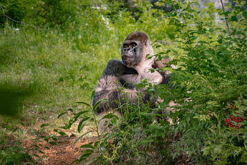 Western Lowland Silverback Gorilla in zoological setting representing a critically endangered species.