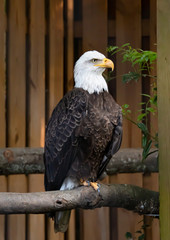 American Bald Eagle as zoological specimen in Georgia.