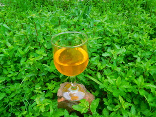 Herbal minted tea, tisane, infusion, iced tea, peppermint, spearmint, fruit-infused mint tea in glass cup, refreshing gourmande or Mentha, piperita, nature drink in wine glass for slimming and health.