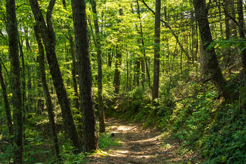 Smoky Mountains landscape along the trails.  Smoky Mountains National Park, Tennessee, USA