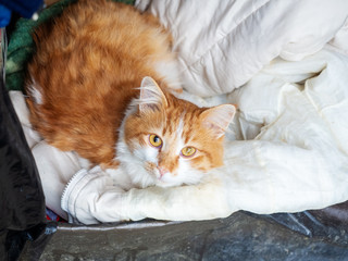 A red cat with white spots and amber eyes lies in a black box with a white old blanket.
