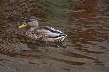 Canard colvert sur l'eau .