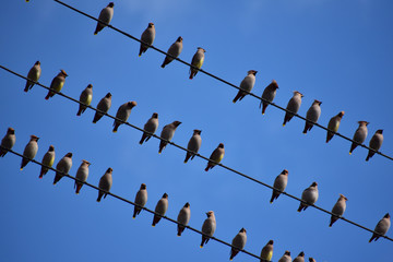 電線に並ぶキレンジャクの群れと青空