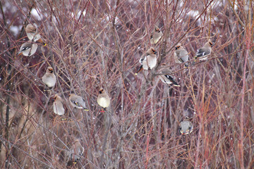 枝の混む木に止まるレンジャク