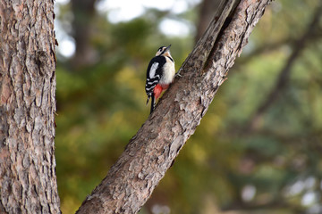樹上で上を見るアカゲラ