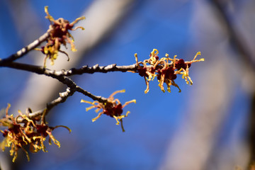 マンサクの不思議な花と青空