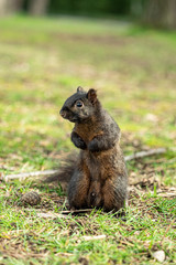 close up of one cute brown squirrel standing on the ground looking to the right
