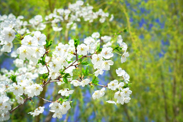 White pear blossoms in spring