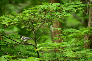 モミジに止まるシジュウカラの幼鳥