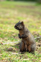 Naklejka na ściany i meble close up of one cute brown squirrel standing on the ground looking to the right