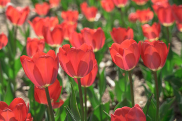 Obraz premium Bright and beautiful red tulips bloom in spring