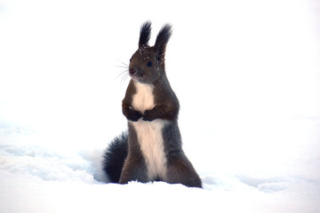 雪上に立つエゾリス