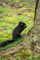 Obraz premium close up of one cute squirrel standing near a thick tree trunk eating the nut in its hand