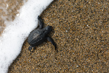 sea ​​turtle entering the sea
