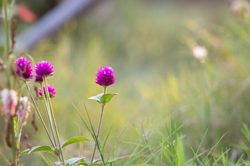Flores silvestres, Flores moradas. Wallpaper