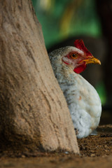 portrait of a hen