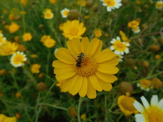 Bee on yellow Daisy flower on blurred green leaves and flowers background