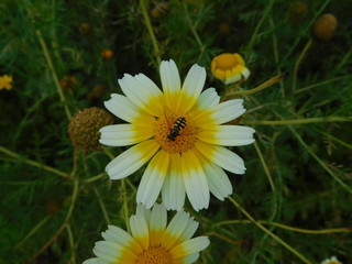 White and Yellow Daisy, a honey bee sitting on flower anther on blurred green background.. 