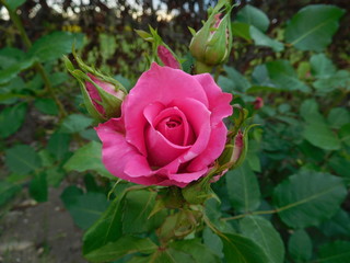 Pink rose, green leaves and Rose buds blooming in spring. Genus Rosa,  Rosaceae, Rosales, Kingdom Plantae, a woody perennial flowering plant. 