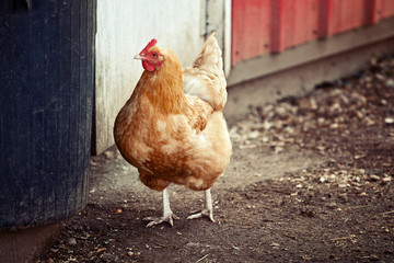 Free Range Chicken on Farm close up