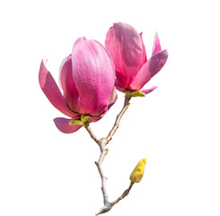 magnolia branch isolated on white background