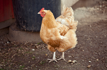 Free Range Chicken on Farm close up