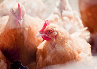 Free Range Chicken on Farm close up