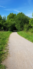 road in the forest on sunny day