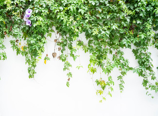 green wall with morning glory for background - obrazy, fototapety, plakaty